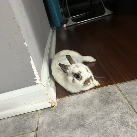 Meet your Posher, Sebastian - Picture 1 of 1